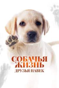 C010c9achcbᴙ жuʒнb: ldpyʒbᴙ нa1010ek